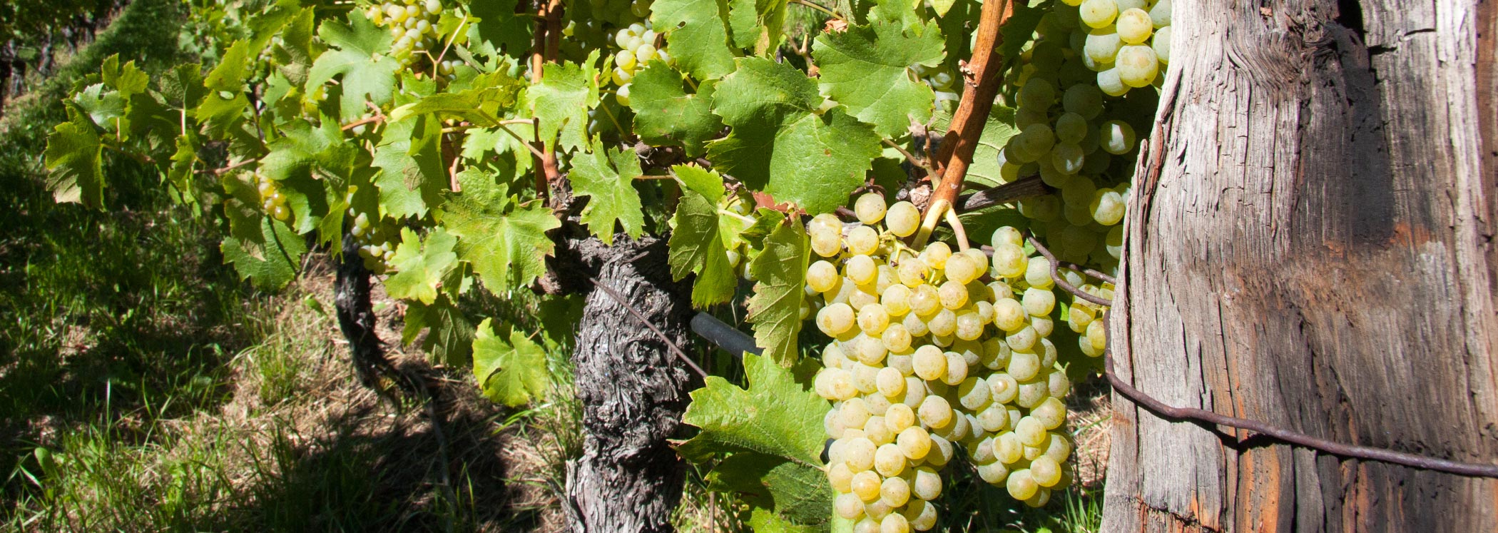 Viticoltura e cantina